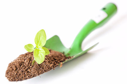 Plants forestiers – Pépinières Cornet