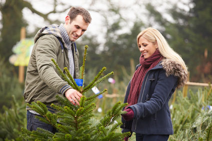 Sapins de noël Sedan